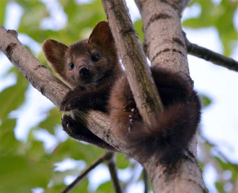 Sable Wiki .